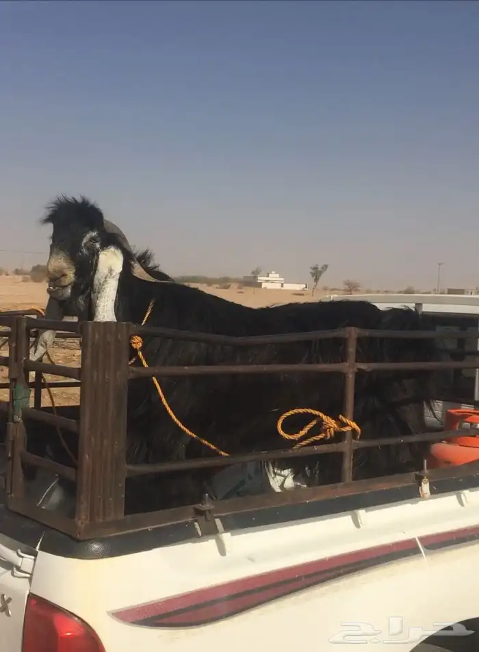 عروض عوارض رقم 3 حلال ابو حمدان الحبابي 12