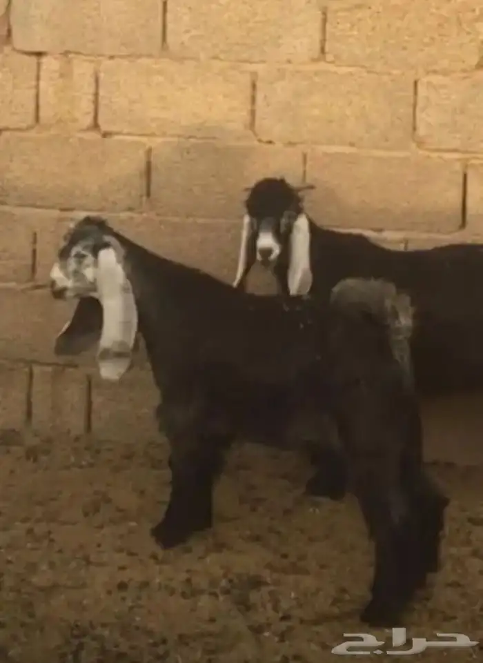 عروض عوارض رقم 3 حلال ابو حمدان الحبابي 25