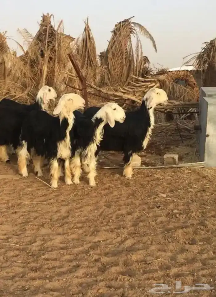 عروض النجد رقم 1 حلال ابو حمدان الحبابي 79