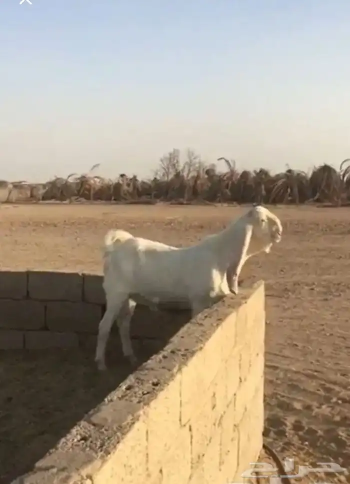 عروض مشاريك وعوارض بيض و سود 1حلال ابو حمدان الحبابي 24