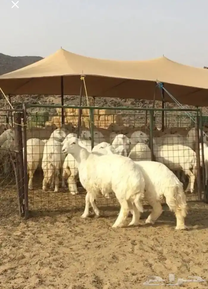 عروض الحريات رقم 1 حلال ابو حمدان الحبابي 41