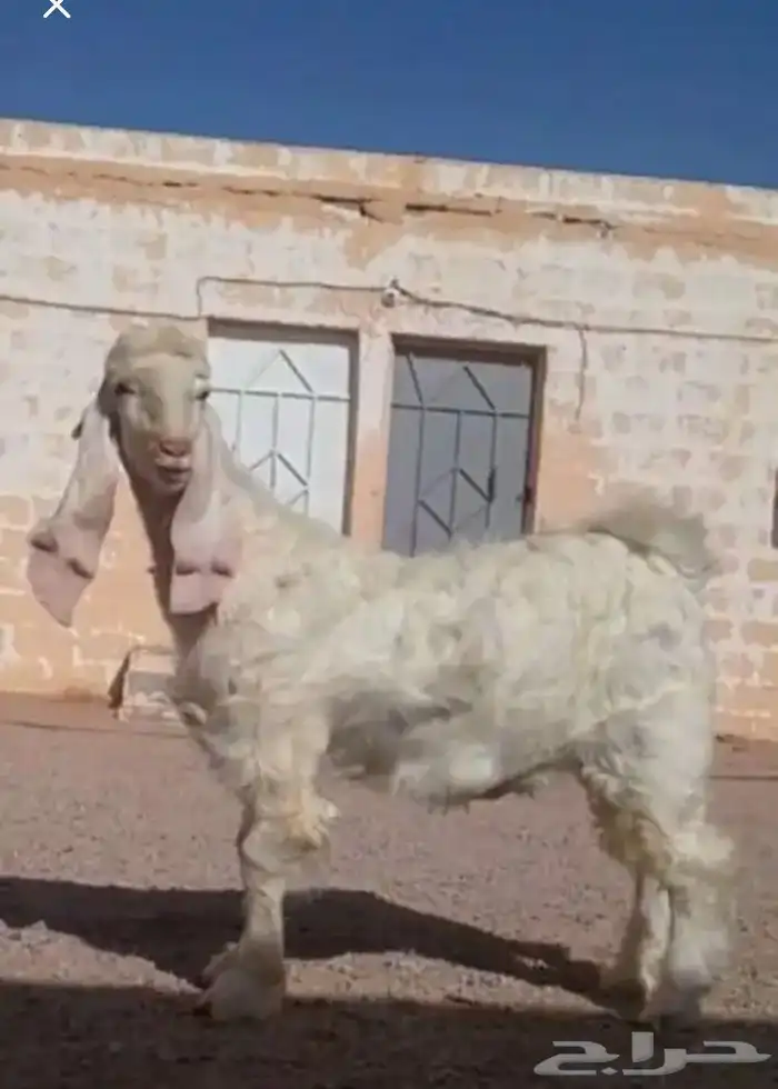 عروض مشاريك وعوارض بيض و سود 1حلال ابو حمدان الحبابي 22