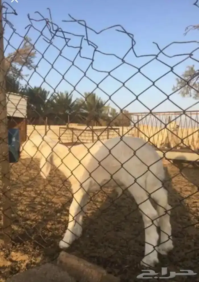 عروض 1مشاريك حري عيسي 45