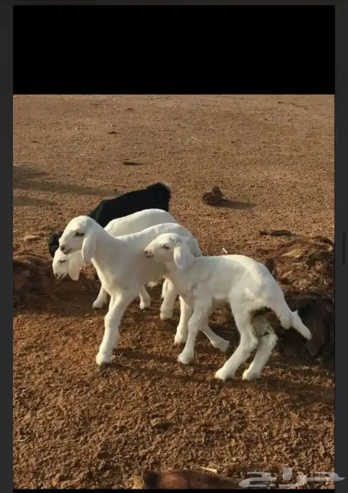 عروض الحريات رقم 1 حلال ابو حمدان الحبابي 60