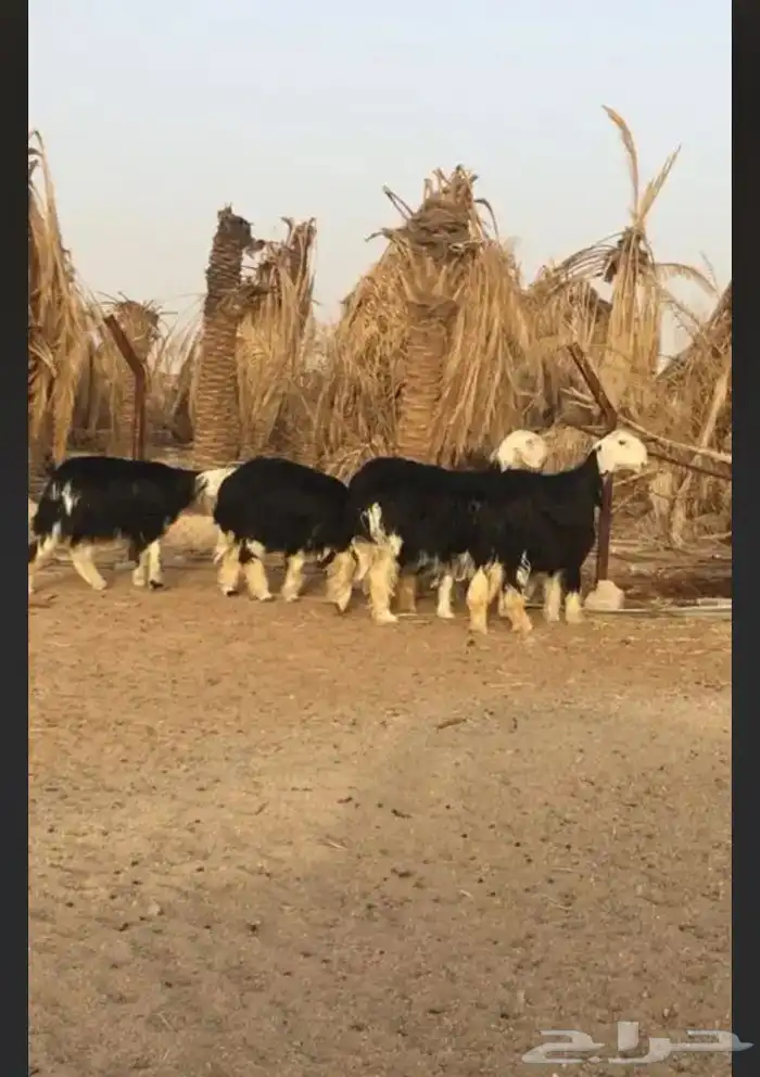 عروض النجد رقم 1 حلال ابو حمدان الحبابي 77