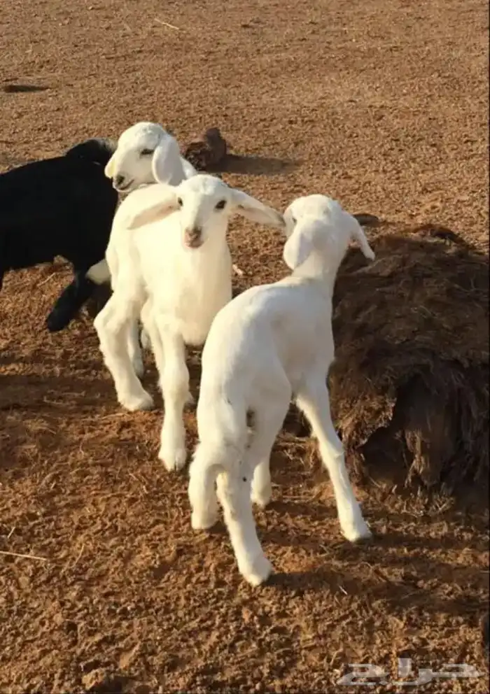 عروض الحريات رقم 1 حلال ابو حمدان الحبابي 59