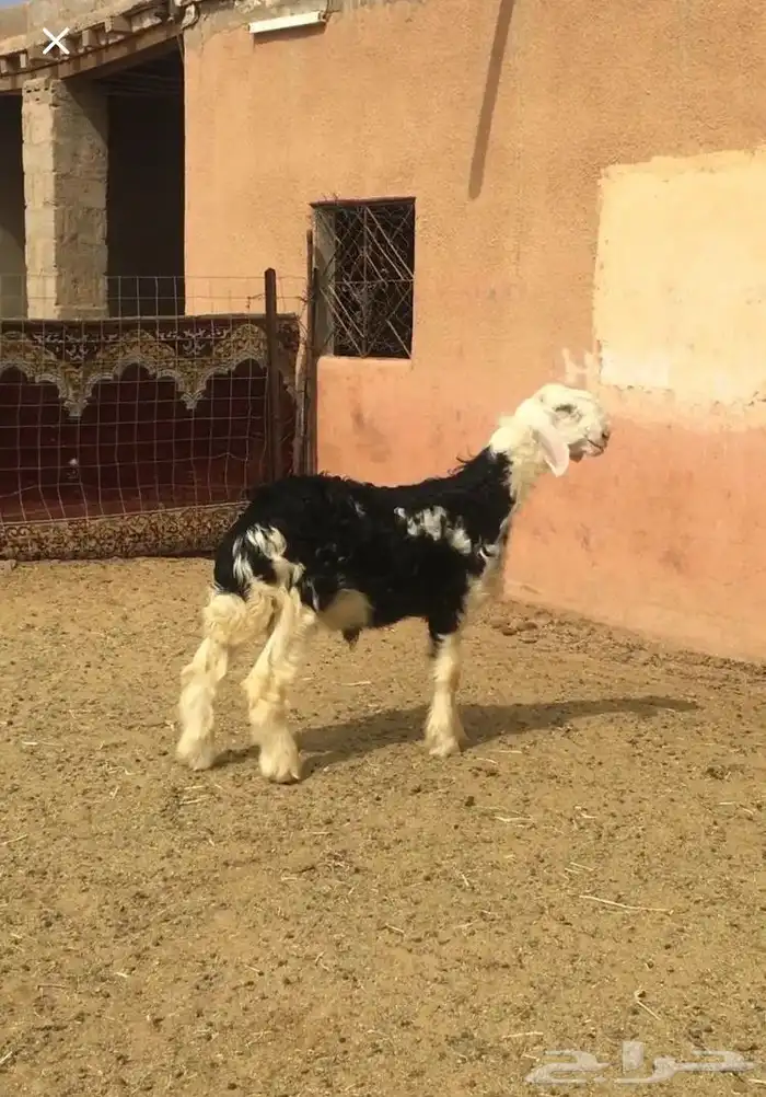 عروض النجد رقم 3 حلال ابو حمدان الحبابي 26
