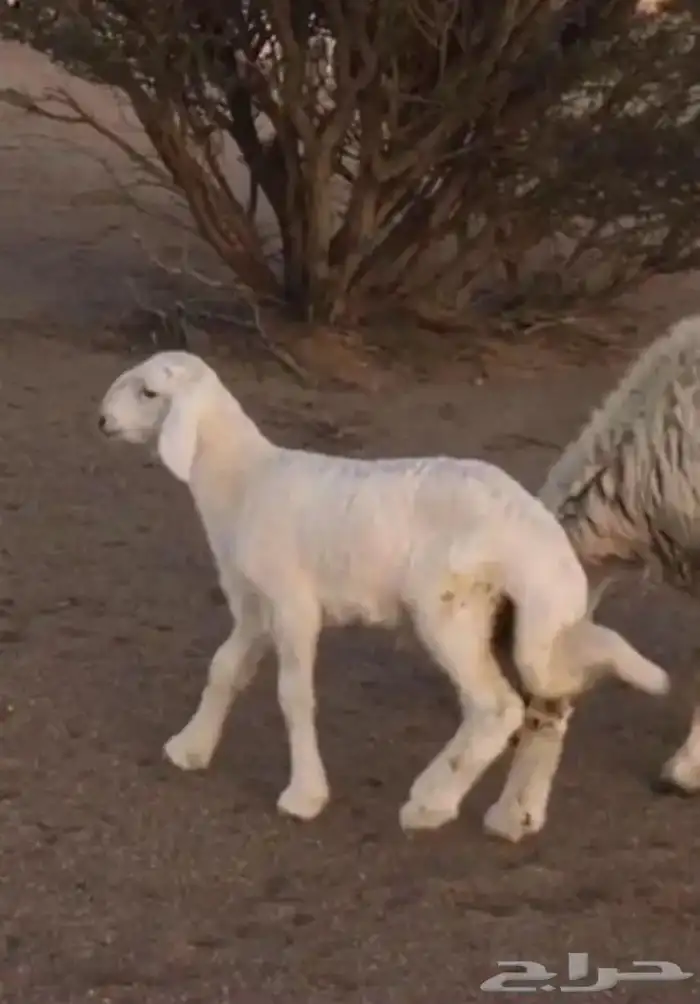 عروض الحريات رقم 1 حلال ابو حمدان الحبابي 42