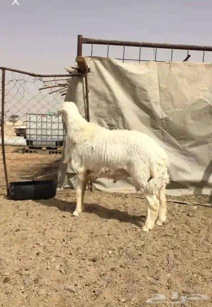 عروض الحريات رقم 1 حلال ابو حمدان الحبابي 58