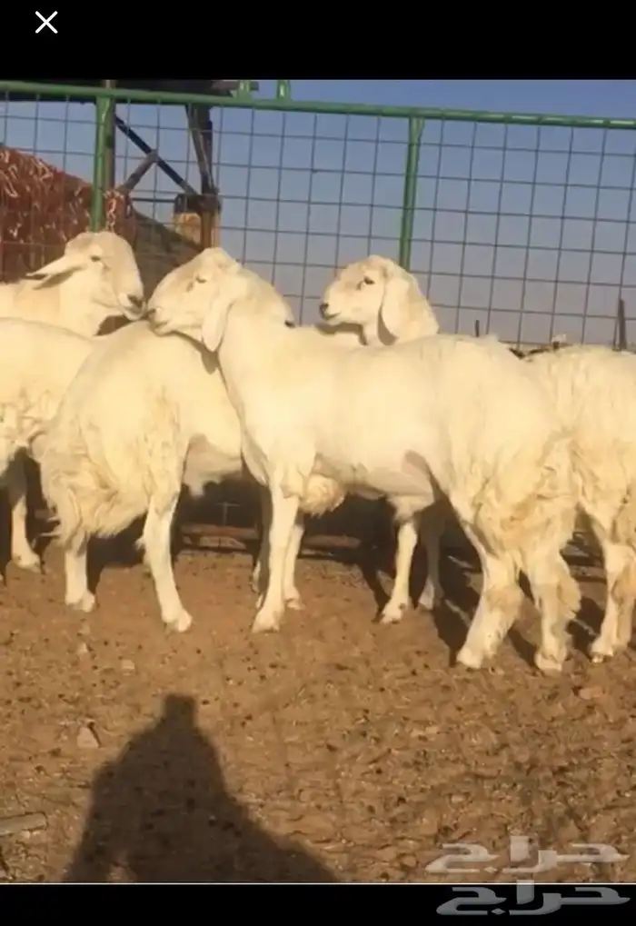 عروض الحريات رقم 1 حلال ابو حمدان الحبابي 63