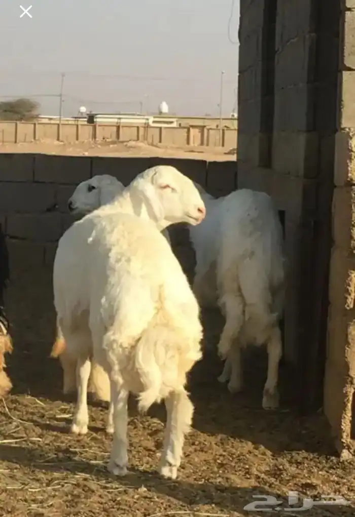 عروض الحريات رقم 1 حلال ابو حمدان الحبابي 61