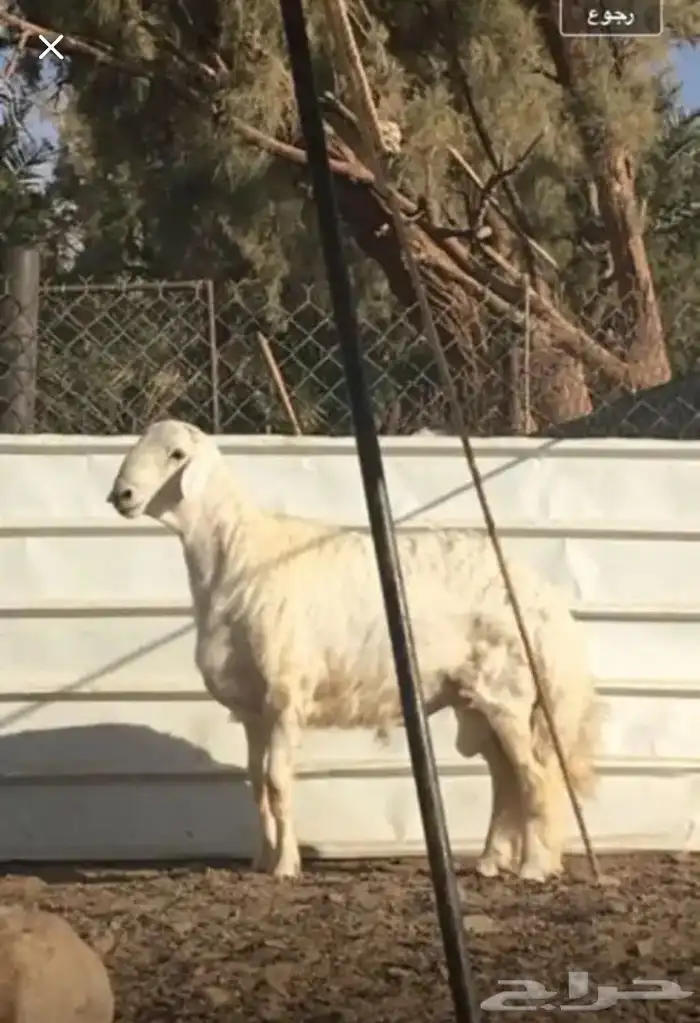 عروض الحريات رقم 1 حلال ابو حمدان الحبابي 43