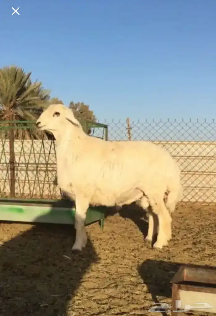 عروض الحريات رقم 1 حلال ابو حمدان الحبابي 40