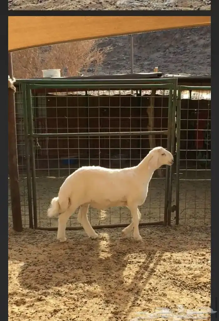 عروض الحريات رقم 1 حلال ابو حمدان الحبابي 53