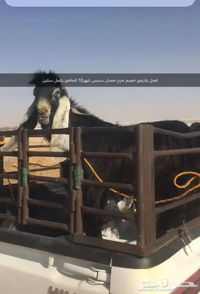 فحول نجد عيسيات حري عوارض 18