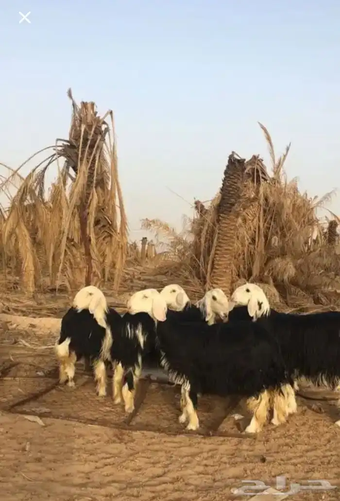 عروض النجد رقم 1 حلال ابو حمدان الحبابي 78