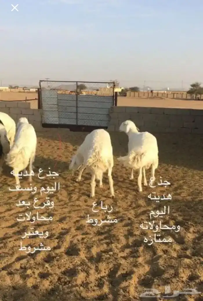 عروض الحريات رقم 1 حلال ابو حمدان الحبابي 65