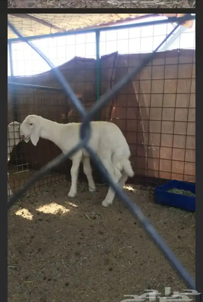 عروض الحريات رقم 1 حلال ابو حمدان الحبابي 51