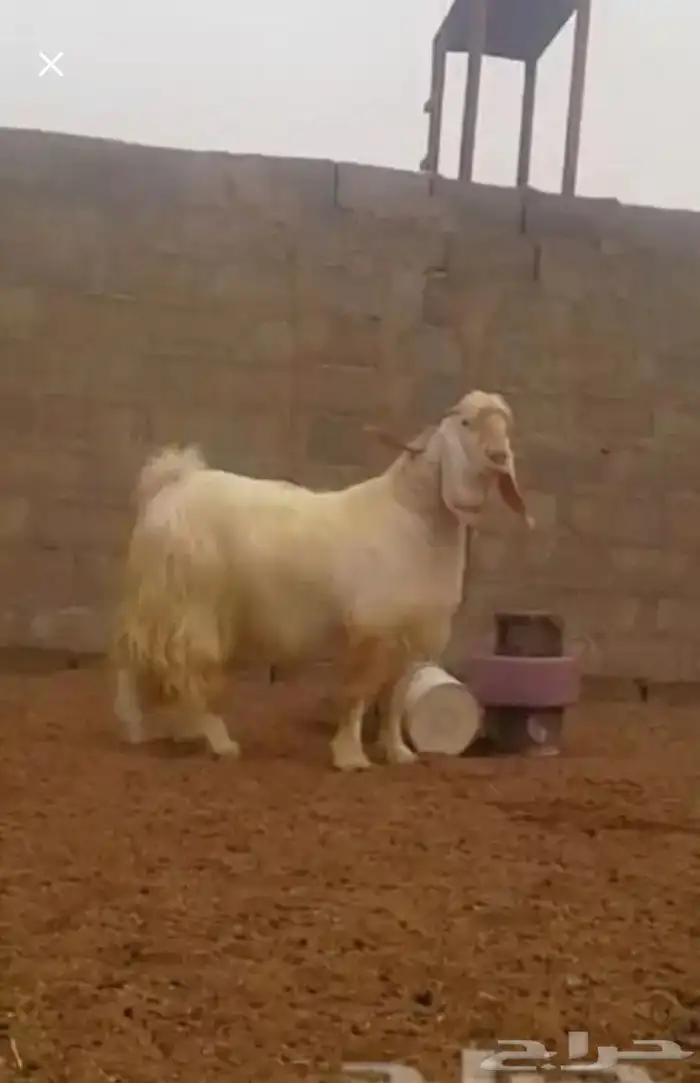 عروض مشاريك وعوارض بيض و سود 1حلال ابو حمدان الحبابي 20