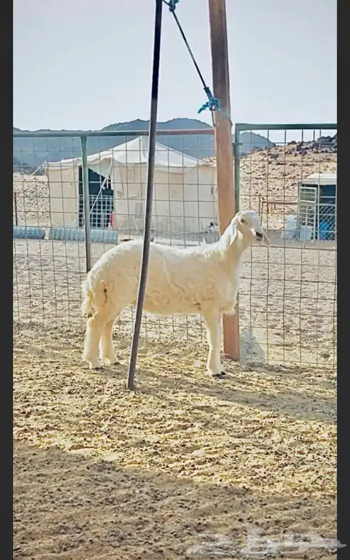 عروض الحريات رقم 1 حلال ابو حمدان الحبابي 55