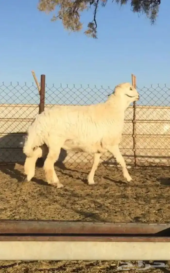 عروض الحريات رقم 1 حلال ابو حمدان الحبابي 64