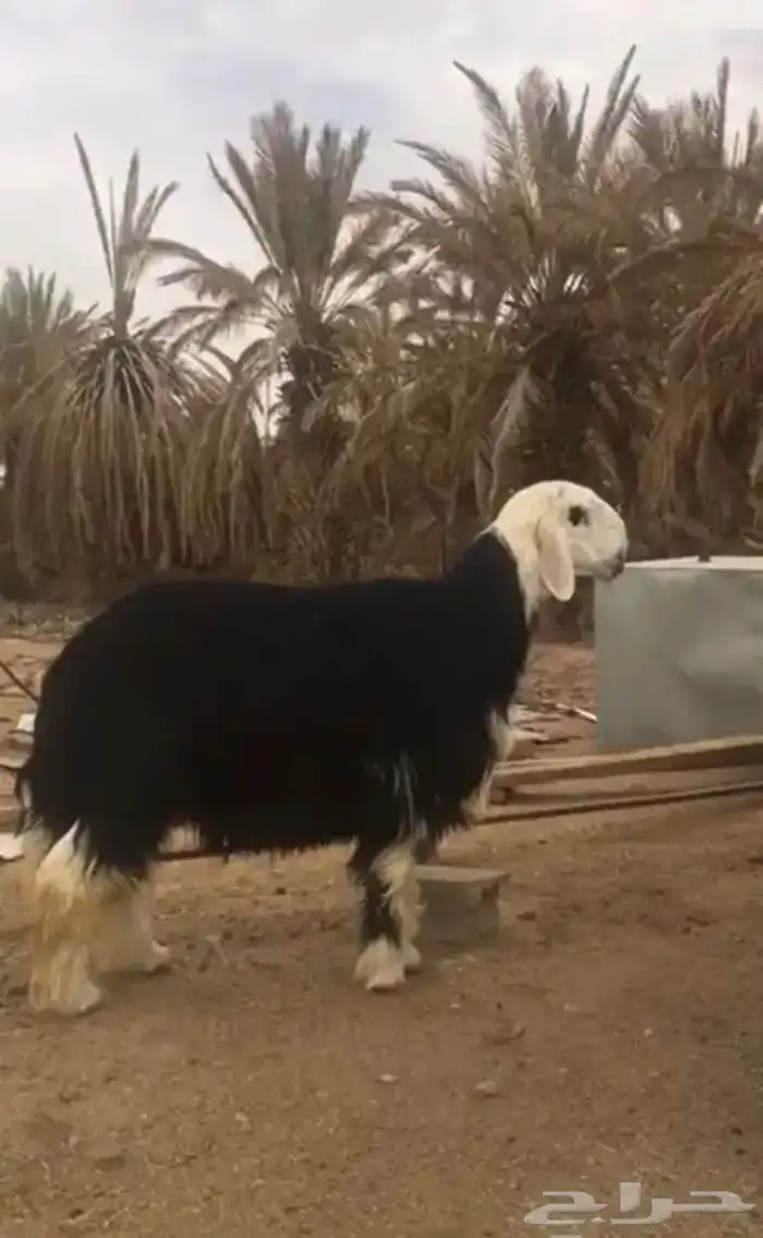 عروض النجد رقم 1 حلال ابو حمدان الحبابي 64