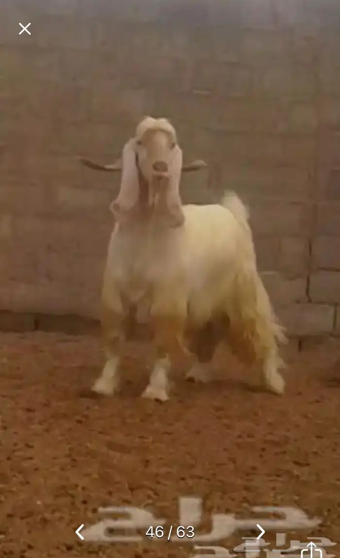 عروض مشاريك وعوارض بيض و سود 1حلال ابو حمدان الحبابي 21