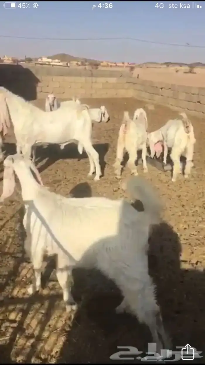 عروض مشاريك وعوارض بيض و سود 1حلال ابو حمدان الحبابي 19