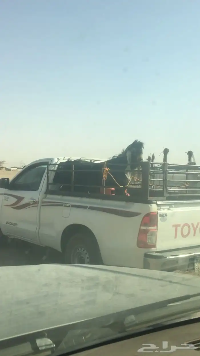 عروض عوارض رقم 3 حلال ابو حمدان الحبابي 13