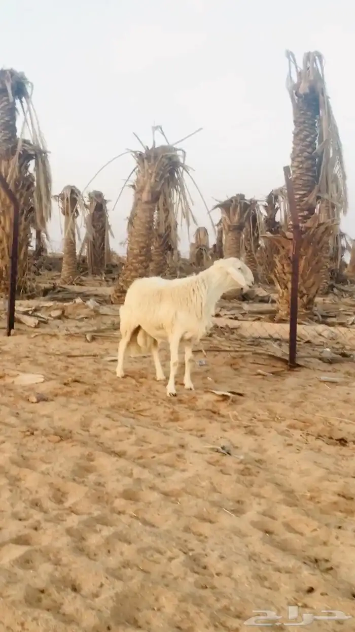 فحول نجد عيسيات حري عوارض 24