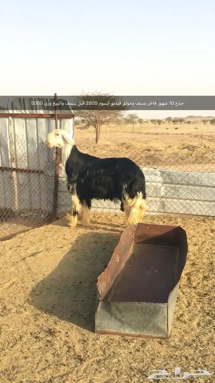 فحول نجد عيسيات حري عوارض 20