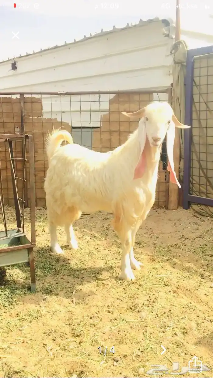 عروض مشاريك وعوارض بيض و سود 1حلال ابو حمدان الحبابي 34