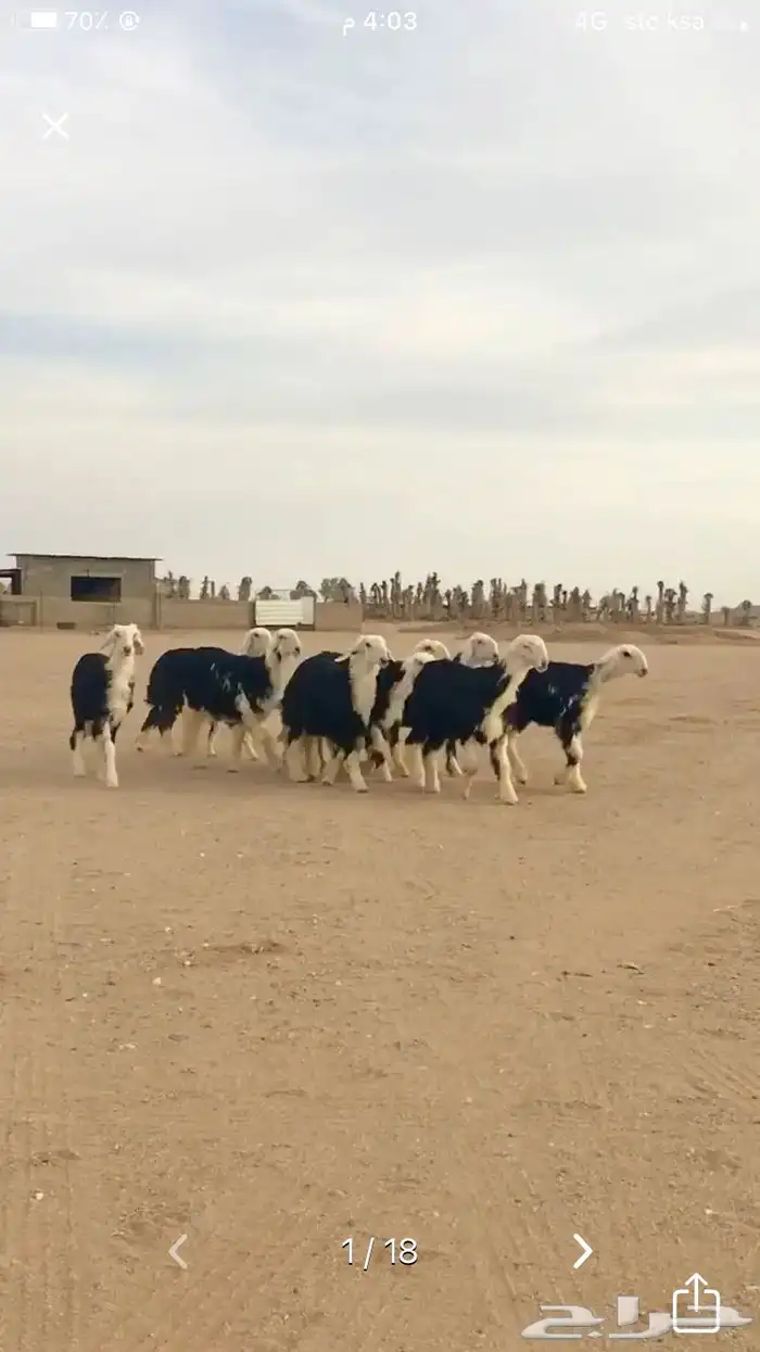 عروض النجد رقم 3 حلال ابو حمدان الحبابي 15