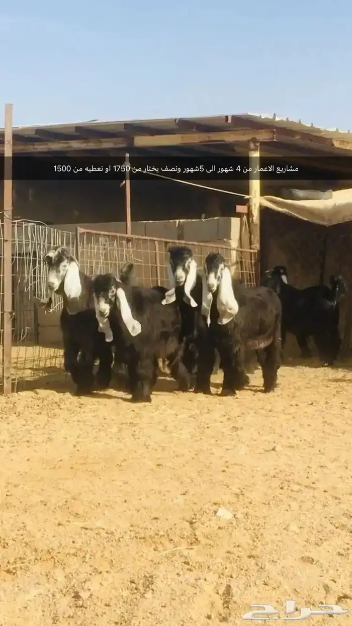 فحول نجد عيسيات حري عوارض 12