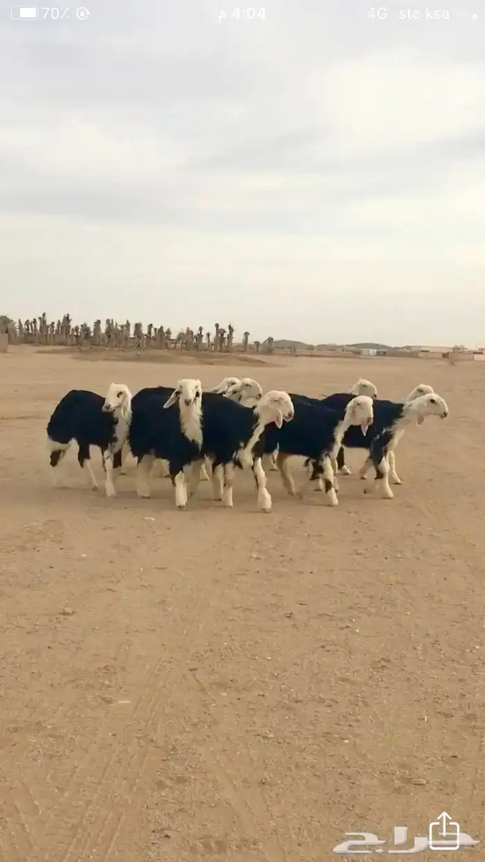 عروض النجد رقم 3 حلال ابو حمدان الحبابي 13