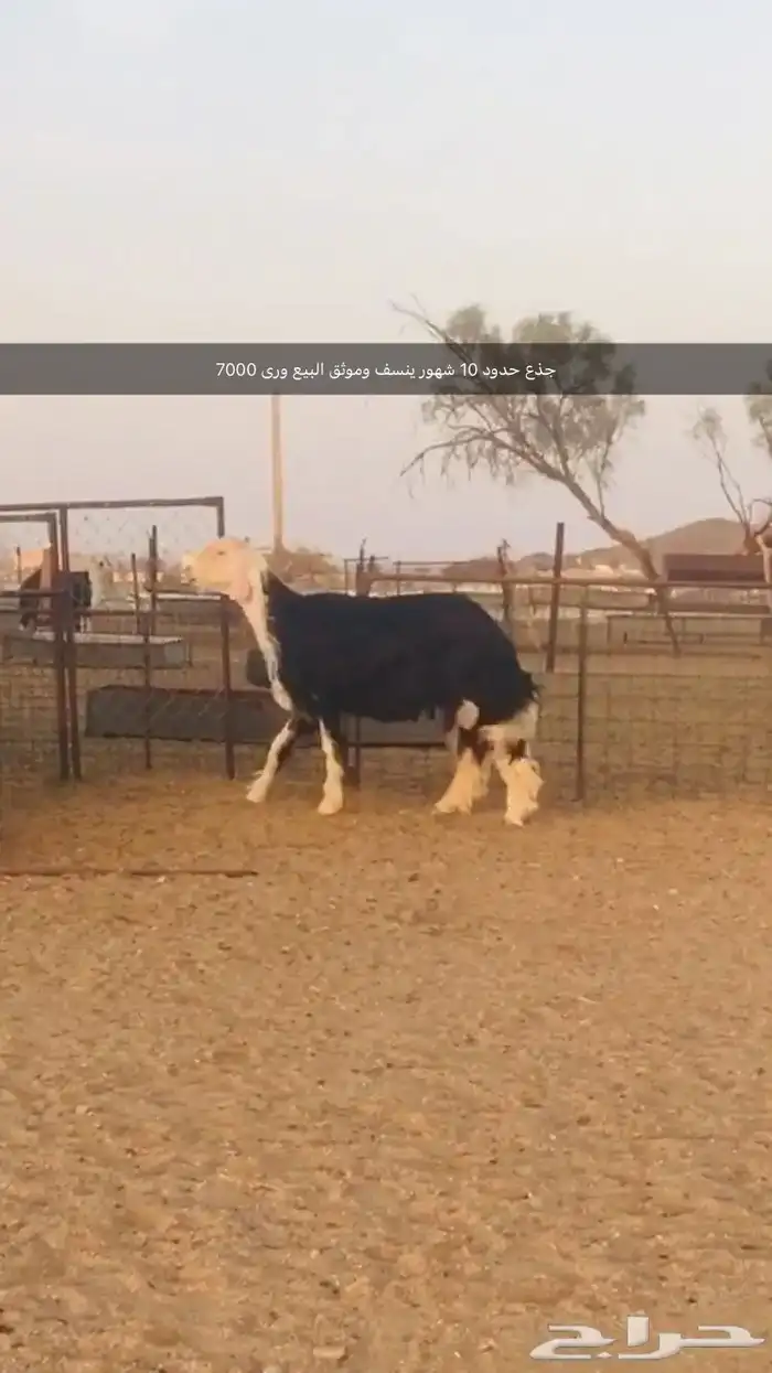 فحول نجد عيسيات حري عوارض 8