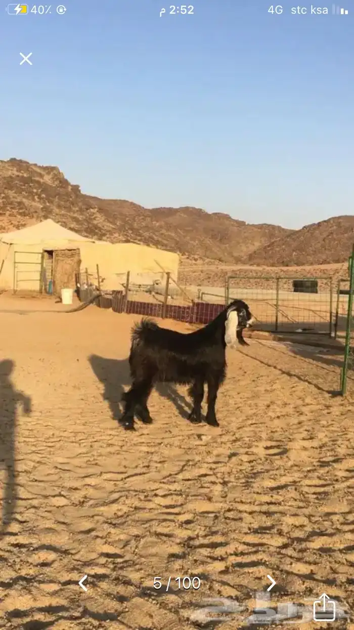 عروض عوارض رقم 3 حلال ابو حمدان الحبابي 30