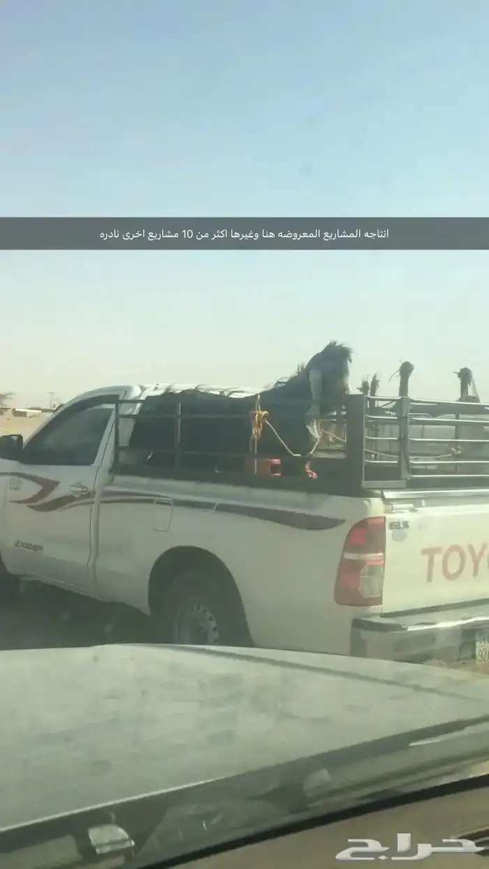 فحول نجد عيسيات حري عوارض 19