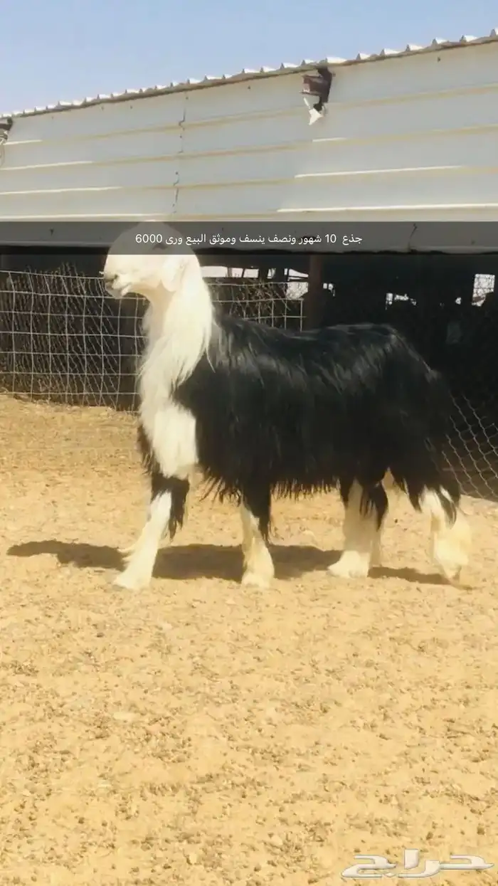 فحول نجد عيسيات حري عوارض 0
