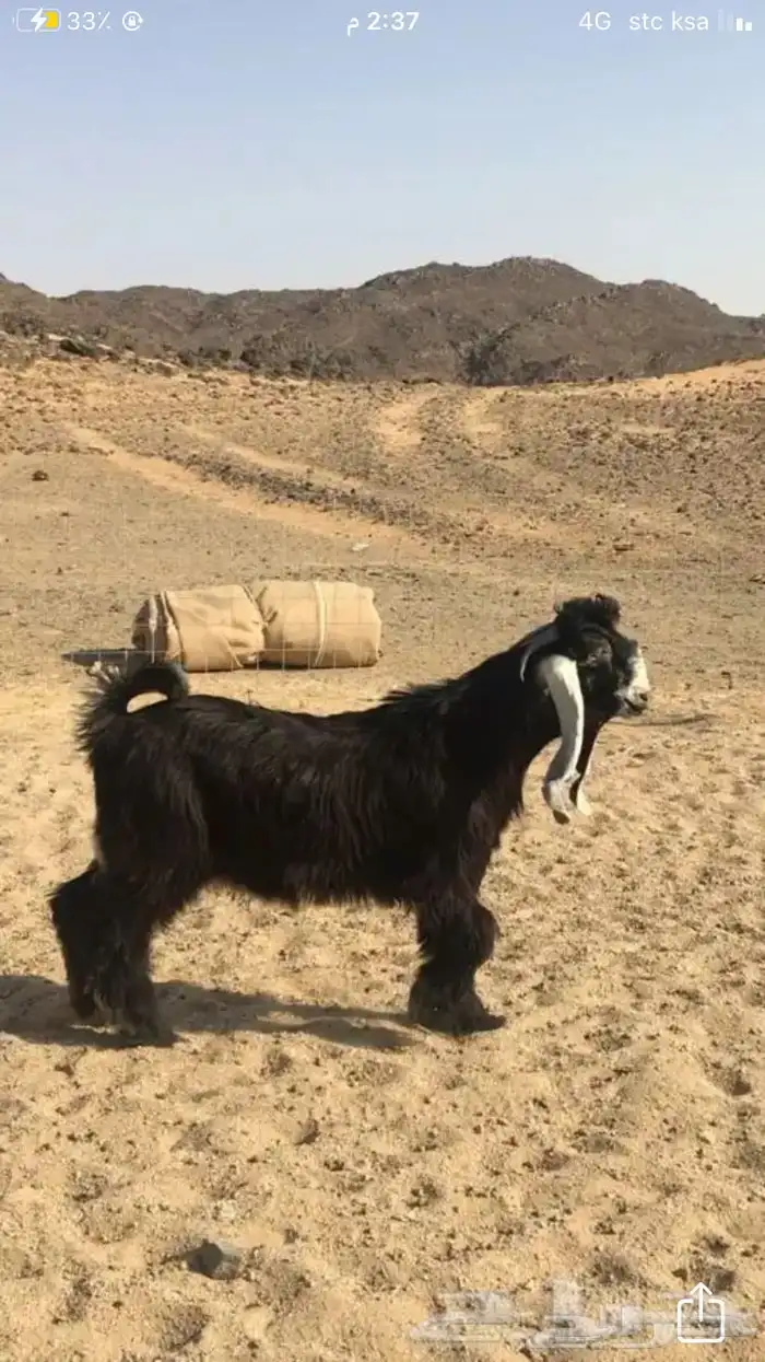 عروض عوارض رقم 3 حلال ابو حمدان الحبابي 34