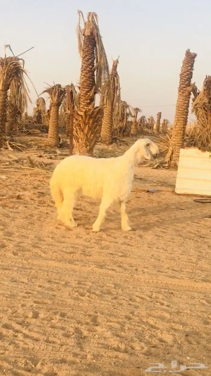 فحول نجد عيسيات حري عوارض 7