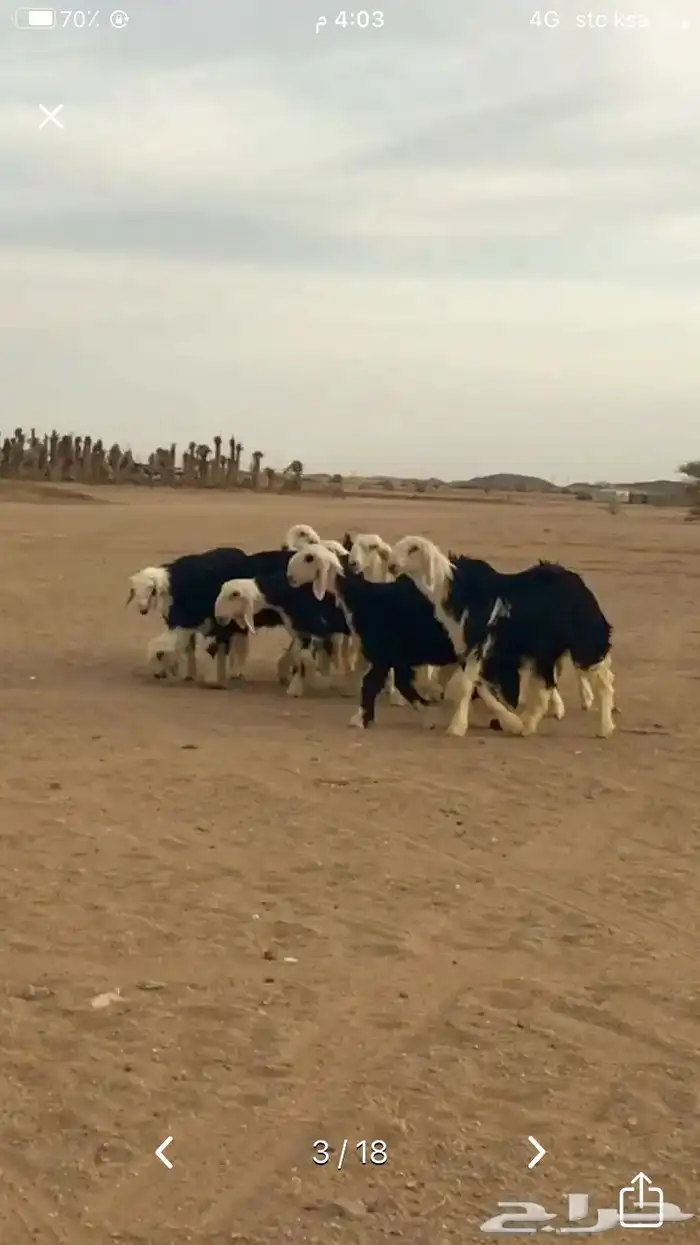 عروض النجد رقم 3 حلال ابو حمدان الحبابي 14