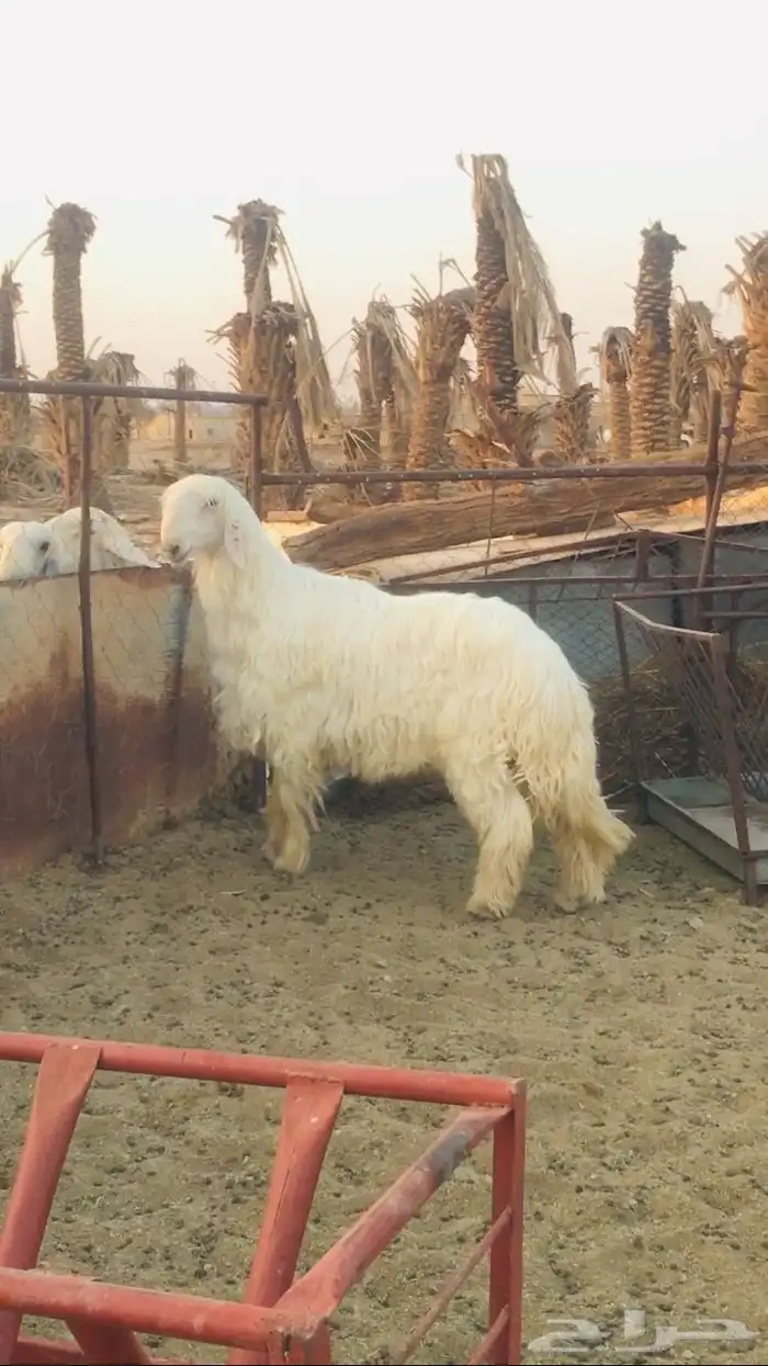 فحول نجد عيسيات حري عوارض 11