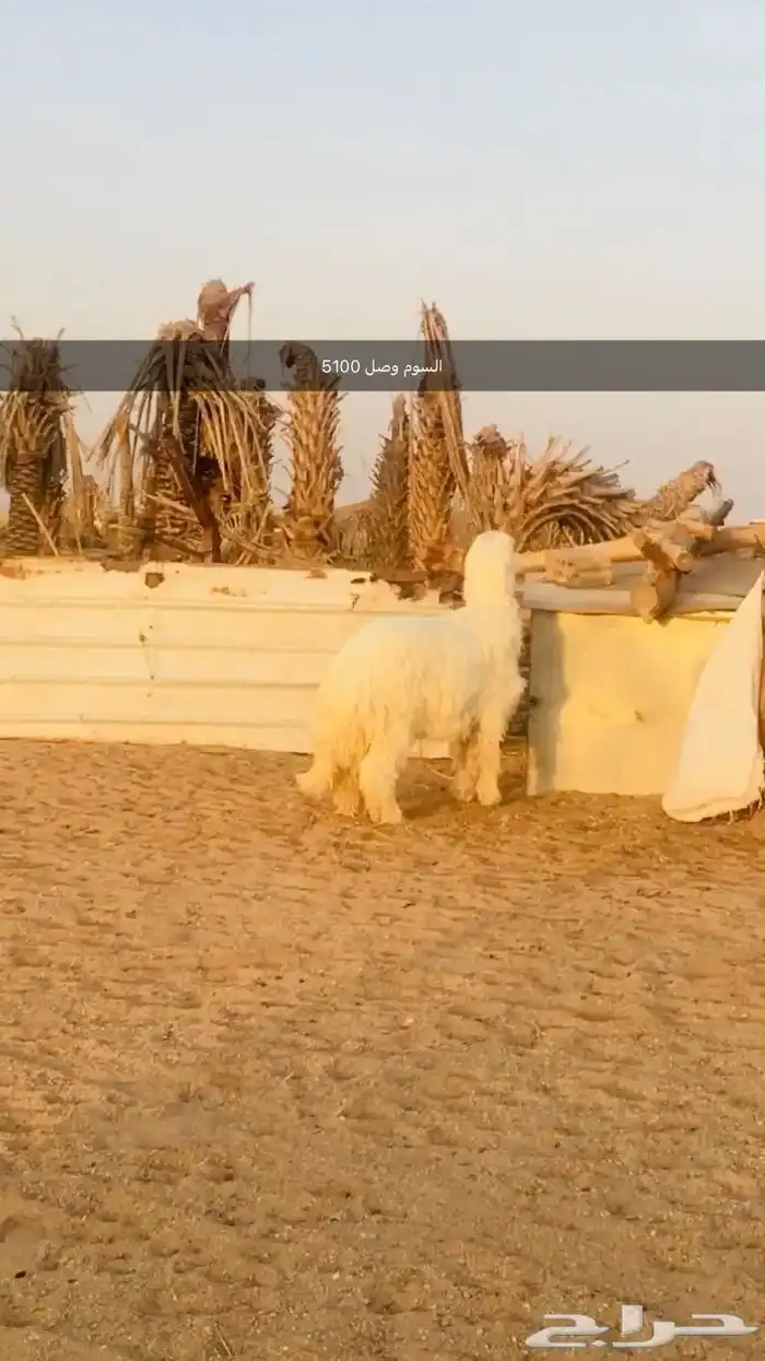 فحول نجد عيسيات حري عوارض 10