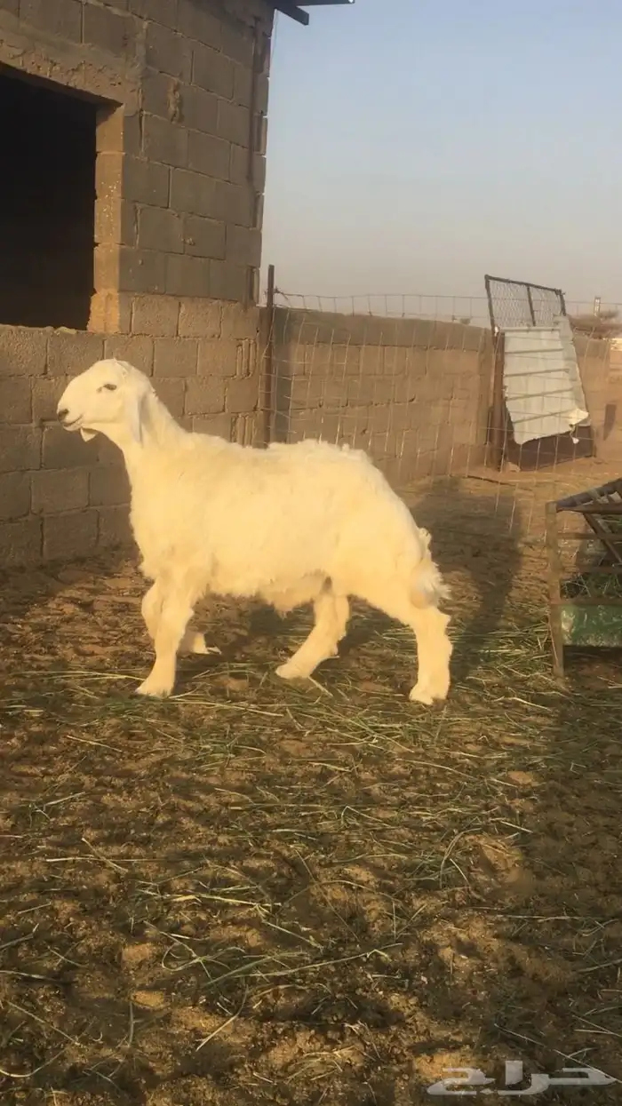 عروض 1مشاريك حري عيسي 50