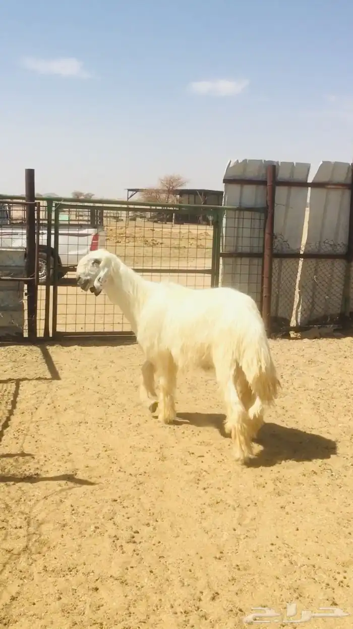 فحول نجد عيسيات حري عوارض 3