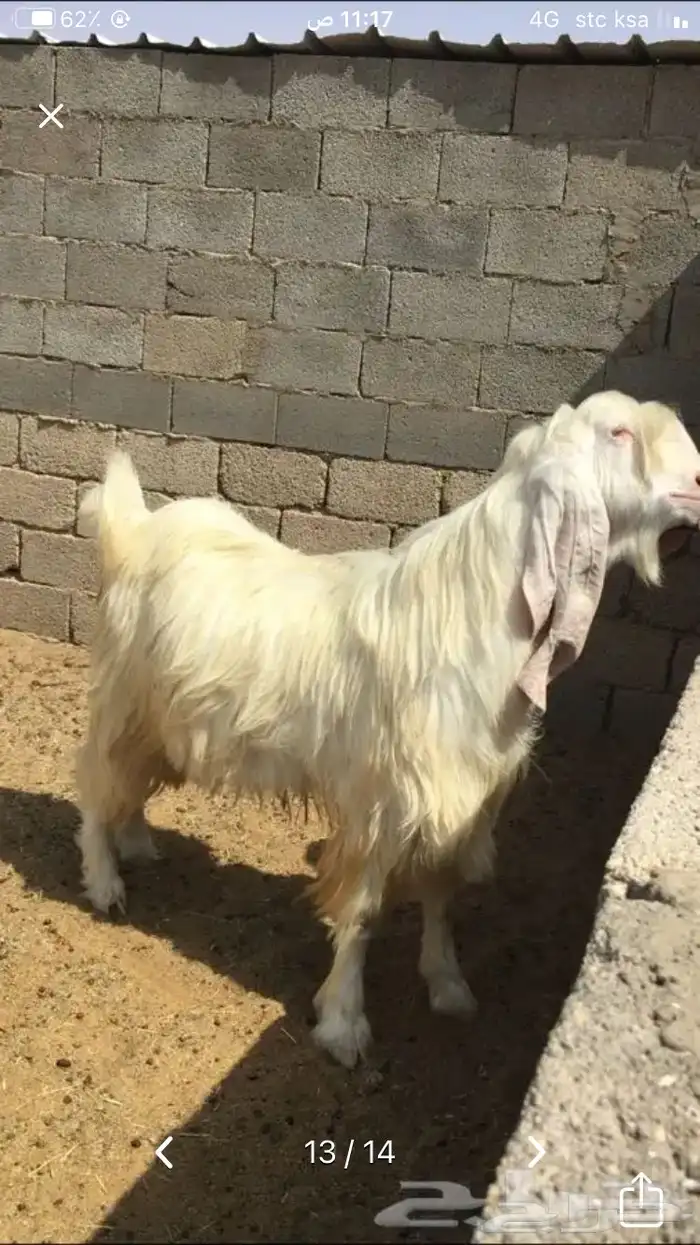 عروض مشاريك وعوارض بيض و سود 1حلال ابو حمدان الحبابي 35