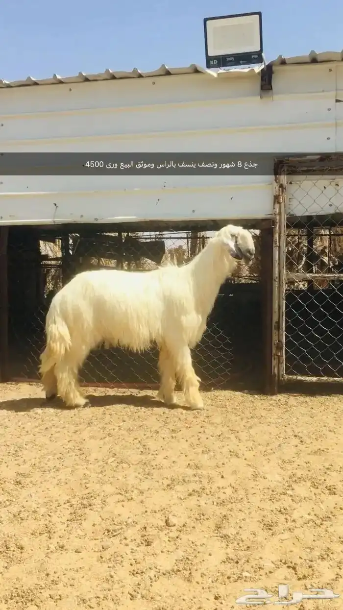 فحول نجد عيسيات حري عوارض 2