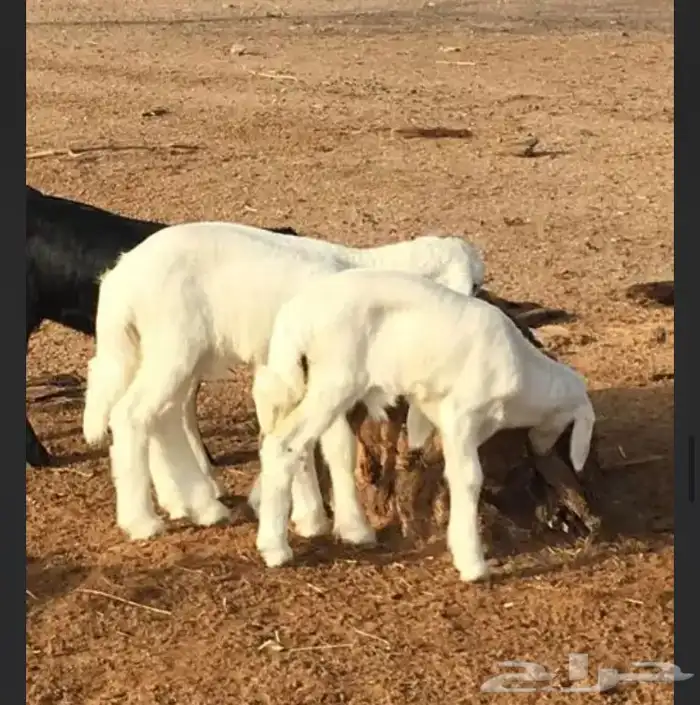 عروض الحريات رقم 1 حلال ابو حمدان الحبابي 57