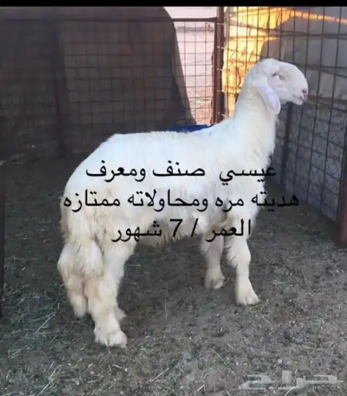 عروض العيسيات رقم 1 حلال ابو حمدان الحبابي 44